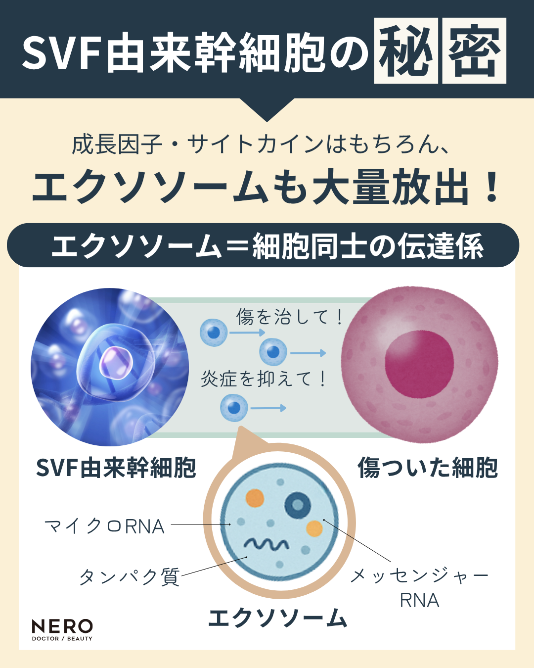 ナノステムで皮膚を再稼働できる?!次世代再生医療の選択肢をあなたへ