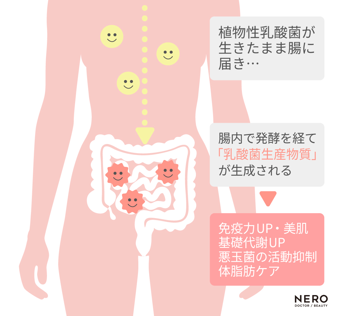 2025年、美容医療で腸活革命！発酵×美容の新常｜NERO DOCTOR / BEAUTY（美容医療）
