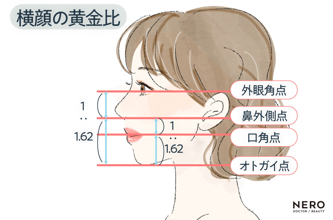 横顔の黄金比 オージーカーブって何?Eラインとの違いと最新横顔バランス論|NERO DOCTOR / BEAUTY(美容医療)