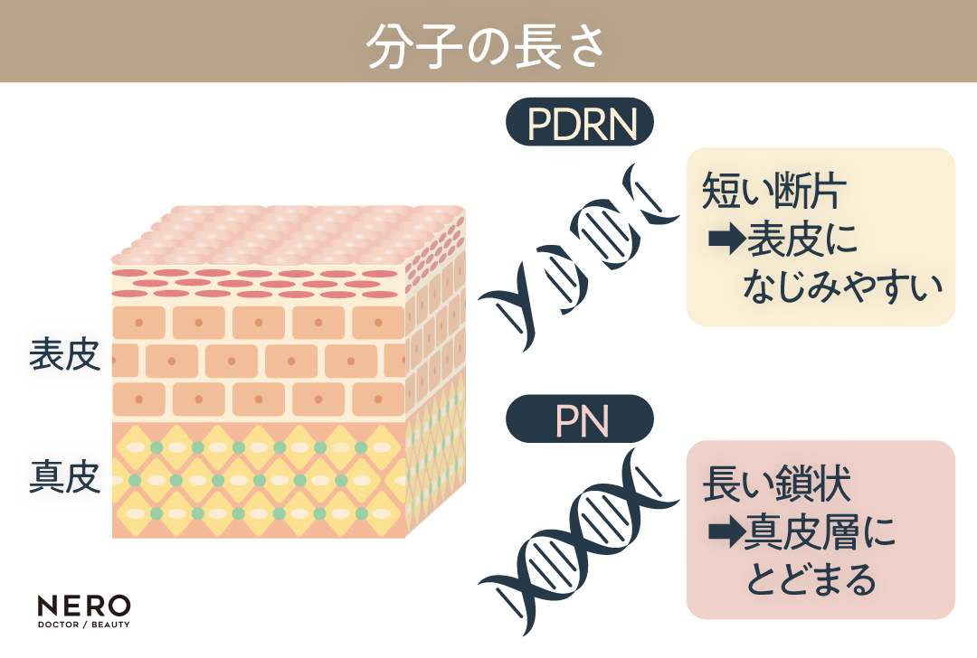 PDRN　分子　サーモン注射・PDRN注射って結局どれがいいの？肌再生を促進する“注入系治療”の最前線： 8製剤を比較｜NERO DOCTOR / BEAUTY（美容医療）