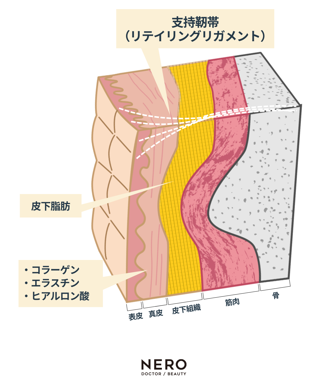 福岡で先進たるみ治療「ピアモ」 が受けられるタケダビューティークリニック！脂肪減少と肌の引き締めを同時に叶える