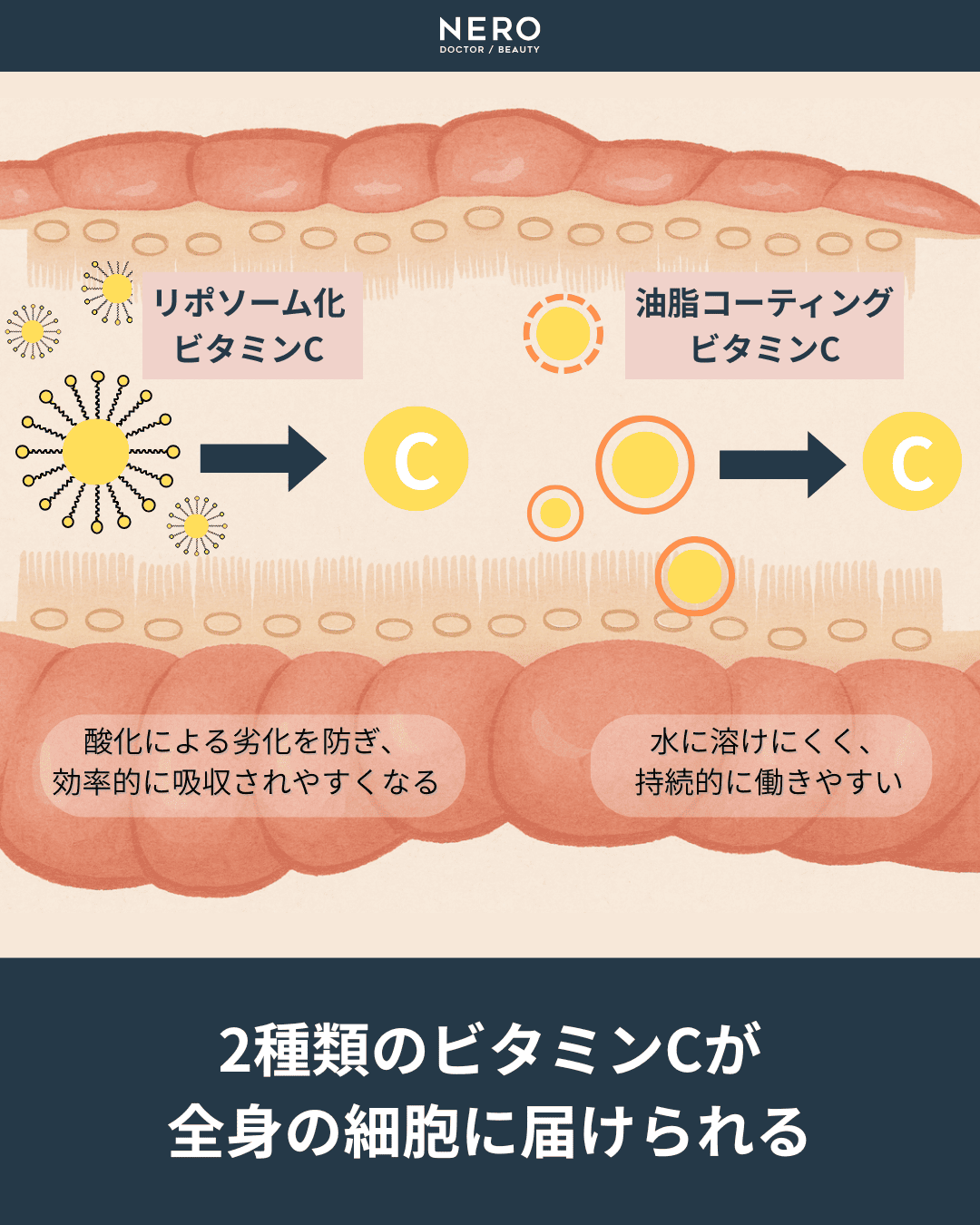 JC completeCという選択―医師自身が飲み続けたいと思える総合ビタミンCサプリメントの効果とは?|自由が丘クリニック 古山 恵理先生監修