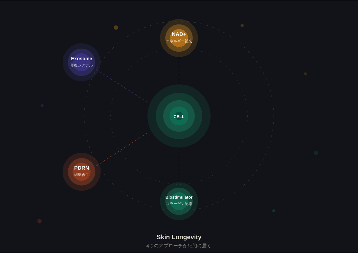 バイオスティミュレーター フィラー 違い コラーゲン誘導 自己産生 美容医療 2026年