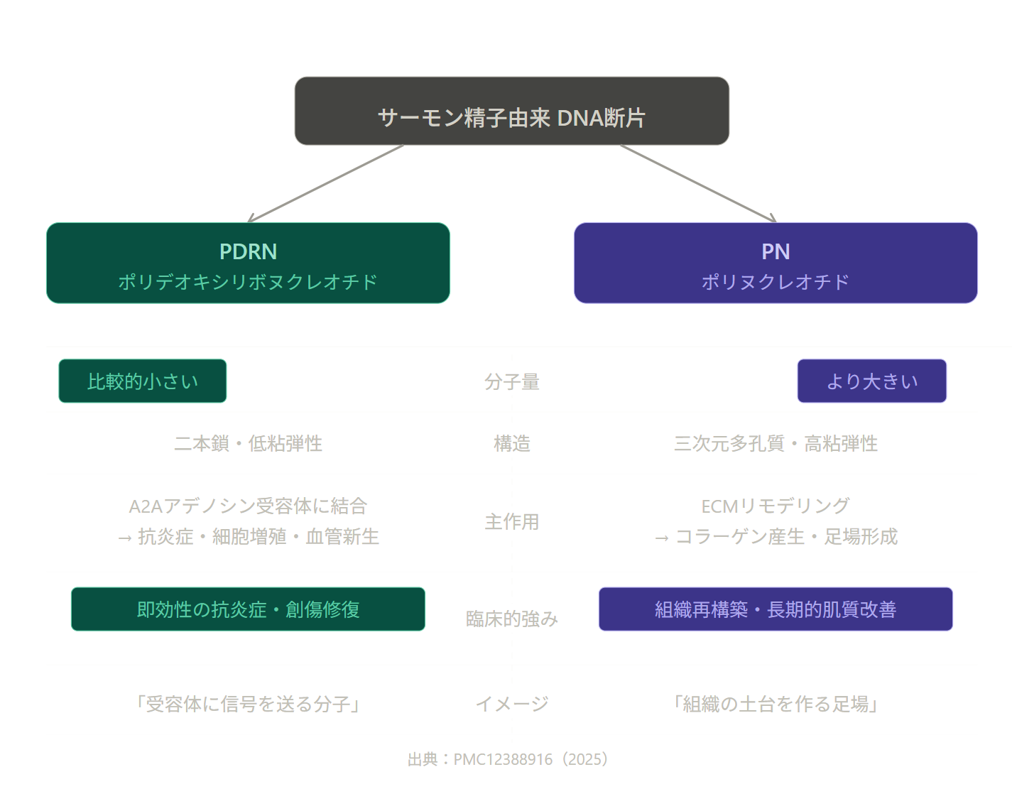 PNとPDRNは同じサーモンDNA由来でも分子量・鎖長・作用機序が異なる別物質。PMC掲載の比較レビューをもとにNEROが患者目線で整理。製剤選びの判断基準を解説。