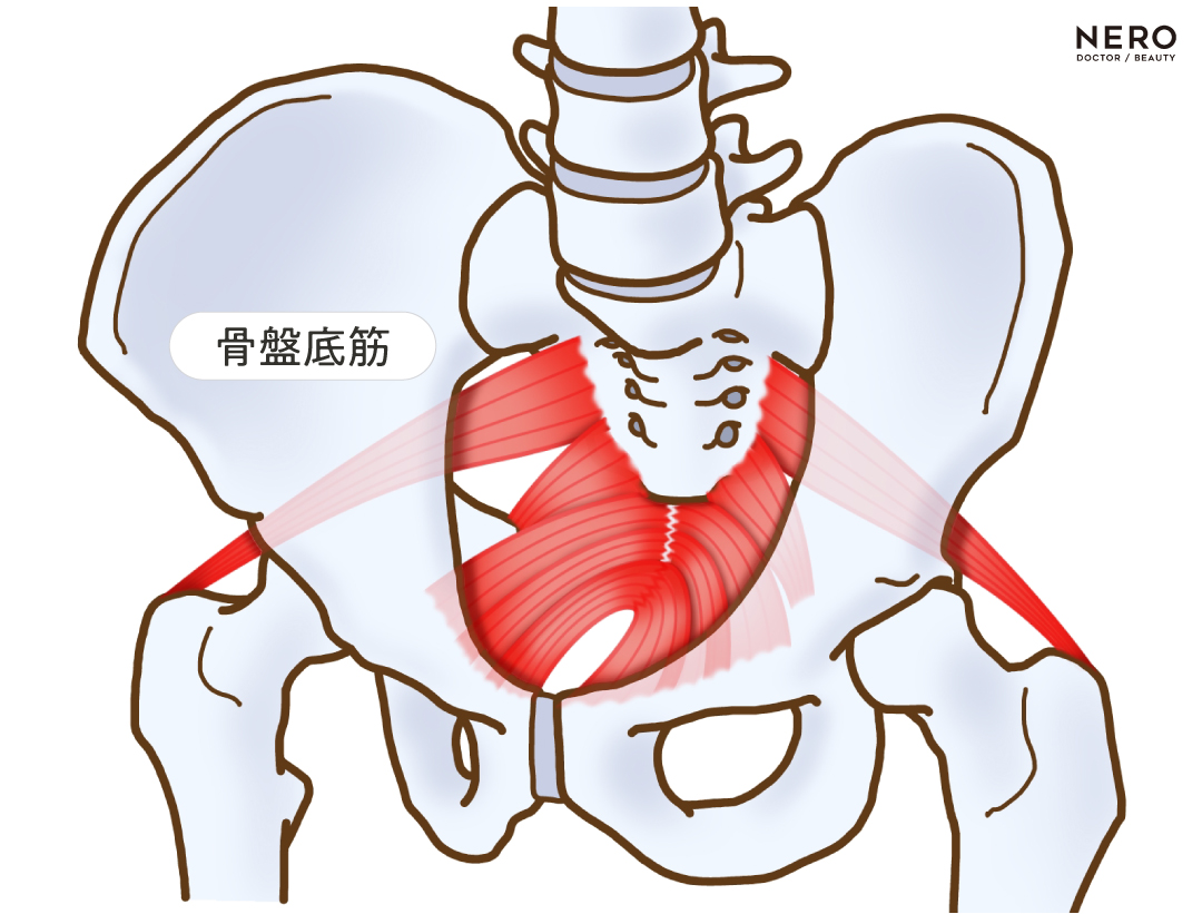 骨盤底筋の場所を示す画像