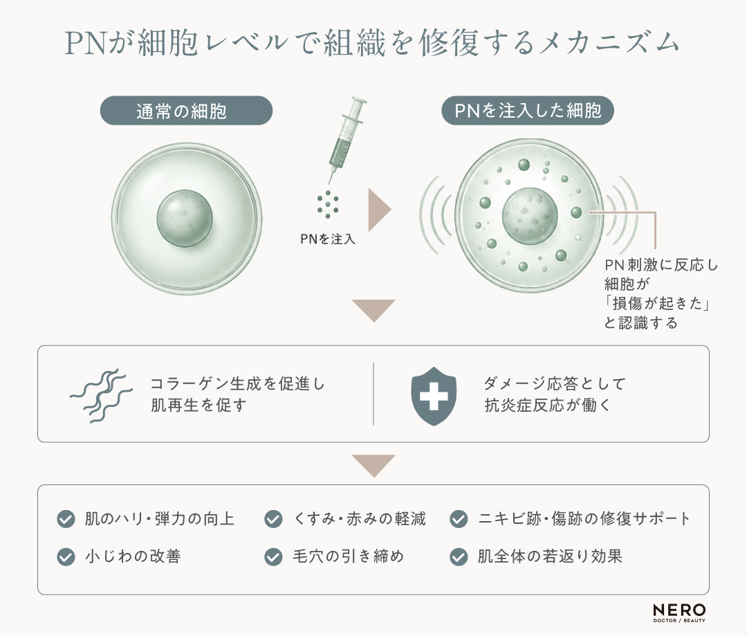 「PNが細胞レベルで組織を修復するメカニズム」を説明した、コラーゲン生成やイメージ図を含む医療・美容向けの解説チャート