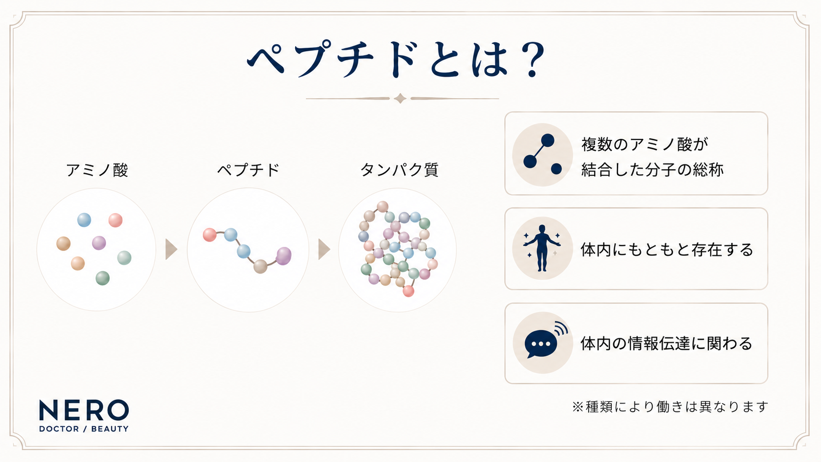 ペプチドの定義と仕組みの図解。アミノ酸が結合してペプチドとなり、さらに多く結合するとタンパク質になる関係性と、ペプチドの主な特徴を示しています。