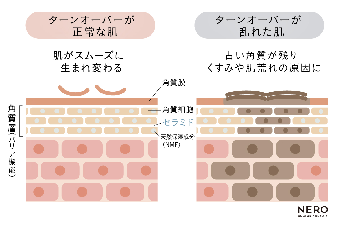 角質層のターンオーバーを説明する画像